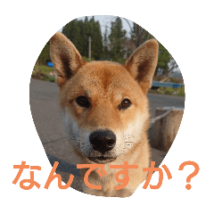 ゴンスケ2