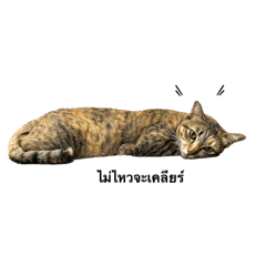 CAT STUDio_20250429221031