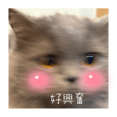 泰勒寶寶
