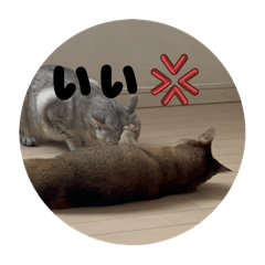 neko_20250430021930