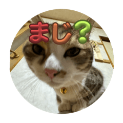 kk_20250430063540