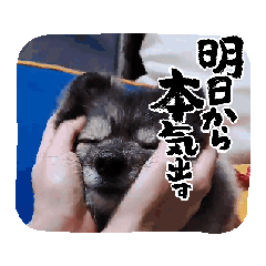 pomeoko1