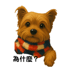 約克夏Yorkie(波妞）