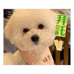 焦寶珠是隻熊