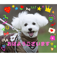 tiger_20250430131400