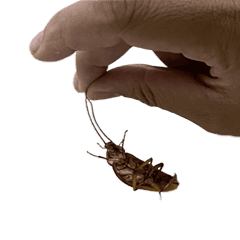 大蟑螂伸展運動 (動態)