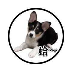 旺財的幹話（第一彈）