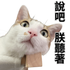 懶貓鍋巴-01