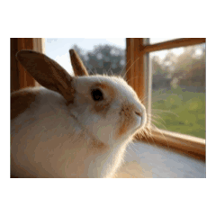 Little Bunny Watching the Scenery2