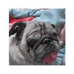 Crochet Fish and Pug move 1