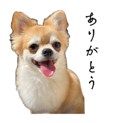 Pyon_20250429223721