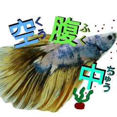 日常系の魚