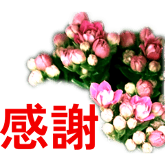 花草美貼