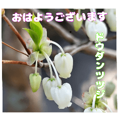 4月のお花でご挨拶