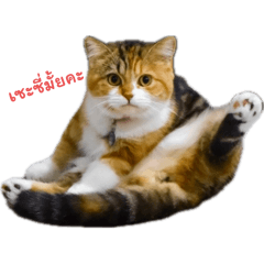 Huffy the cat v.1