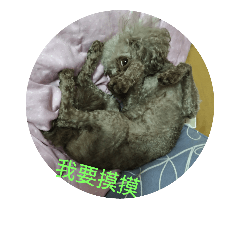 Milky's cats and dogs.