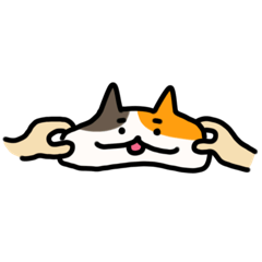 Chubby calico