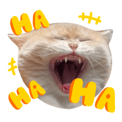 Goofy Cat House (V.4)
