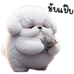 Cute mini Bichon dog!