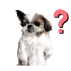 The movement of Shih Tzu Nana