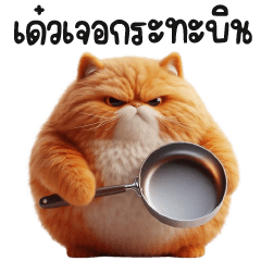 chubby Fluffy orange cat!