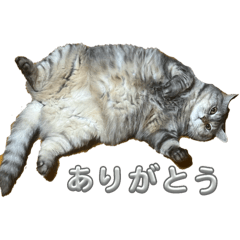 koto_20250430180014