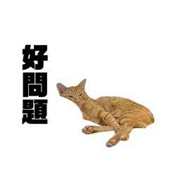 多福的耍廢生活