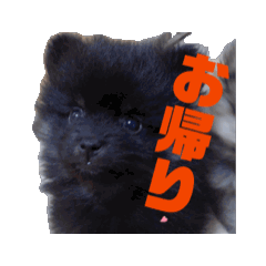 ポメ山家①
