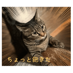 if_20250430184228
