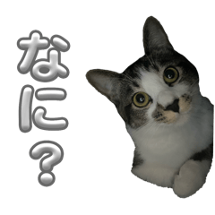 taro_20250430185159