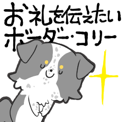 Border collie expressing gratitude