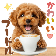 20250428poodle