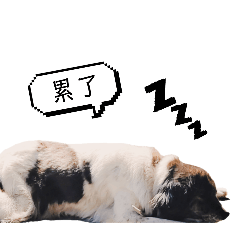 關於寵物的貼圖