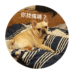 大家好！我是奶茶