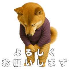 Hachi the Shiba With My Sincere Regards