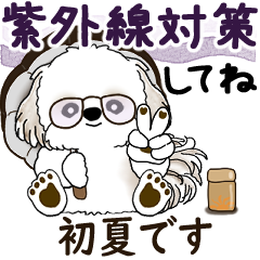 Moving Shih tzu 2025 (early summer)