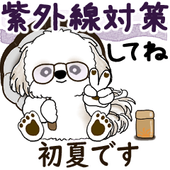 動くシーズー犬 2025 「初夏」13