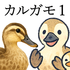 Chitchat of Birds4 - Spot-billed Duck 1