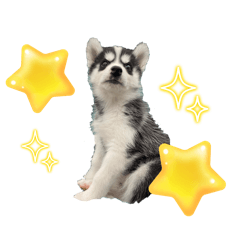ハスキーPUPPY