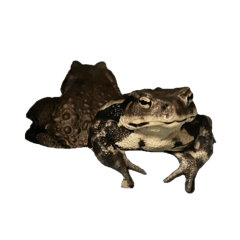 syami_20250430221849