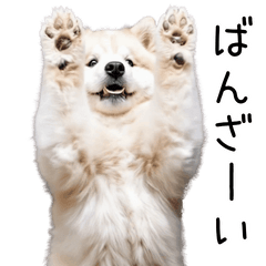 Moving! Samoyed Daily Life