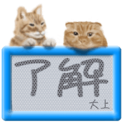 「大上」リアルふわ猫でか文字日常