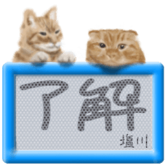 「塩川」リアルふわ猫でか文字日常