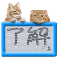 「竹島」リアルふわ猫でか文字日常