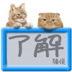 「猪俣」リアルふわ猫でか文字日常