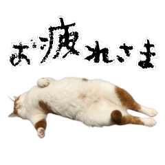 やる気がない怠け猫