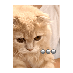 Lemon_20250430214506