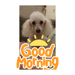 Hachi_20250430223041