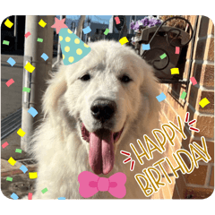 Ray Great Pyrenees