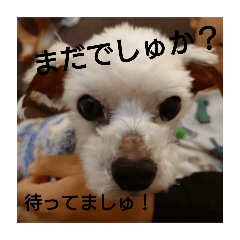 Hachi_20250501105325